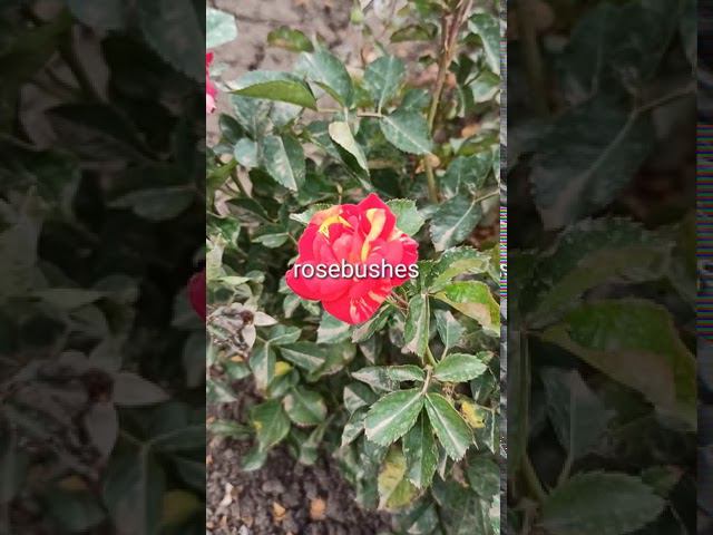 Fire Flash Файер Флеш @rose_bushes161 смотреть онлайн