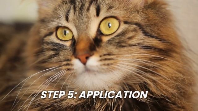 Step-by-Step Guide: Safely Applying Flea Treatment to Your Cat смотреть онлайн
