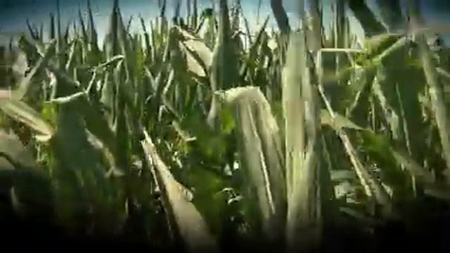 Genuity® DroughtGard™ Hybrids: Ground Breakers Overview смотреть онлайн