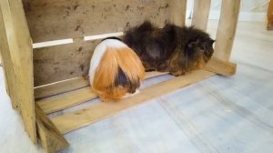 Уютный ДОМИК ИЗ МУСОРА для СВИНКИ БУЗИ и Кузи