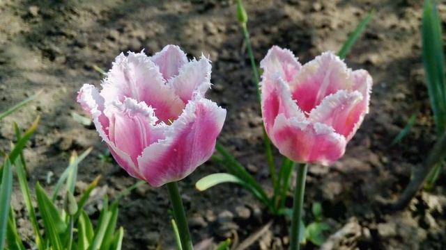 8 Марта!??? С наступающим праздником милые женщины! смотреть онлайн