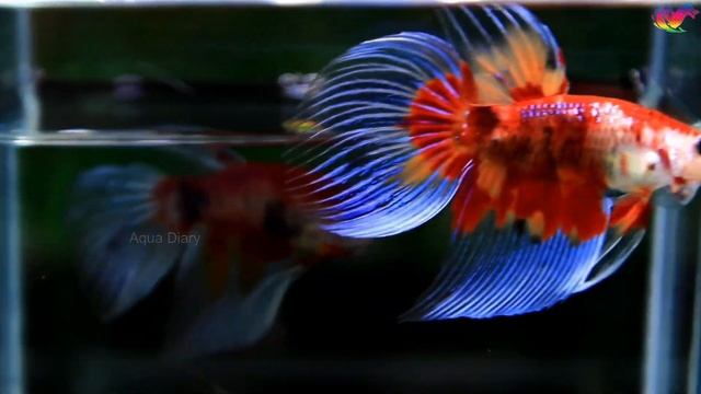 Rare Betta Fish Breeds | Best of Betta Types & Colors смотреть онлайн