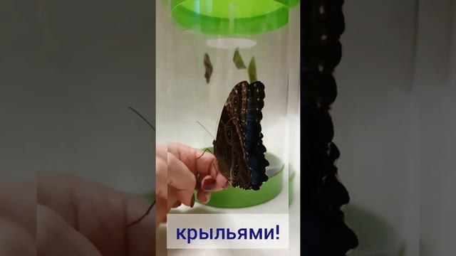 Бабочка Морфо смотреть онлайн