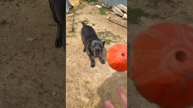 Жизнь 4 кане корсо ❤️#tttt #cane #канекорсо #canecorso #canecorsoitaliano #канекорсоитальяно смотреть онлайн