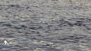 ПОКЛЕВКИ ГОРБУШИ КРУПНЫМ ПЛАНОМ. БЕШЕННЫЙ КЛЕВ. ХОД ГОРБУШИ. Белое море. ВАРЗУГА 2021.  Часть 5