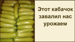 Сорта кабачков дающие большой урожай