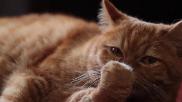 Самодельные рельсы для DSLR - тестовое видео смотреть онлайн