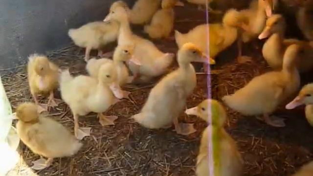 Танец маленьких утят смотреть онлайн