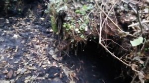 Идеальная Лесная земля для рассады.Готовим своими руками