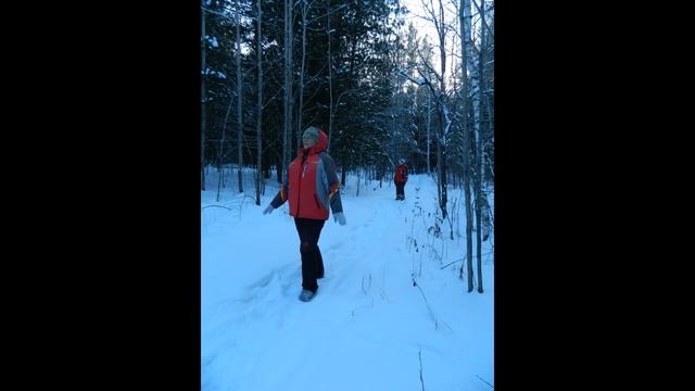 Прогулка в кедровнике