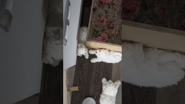 Щенки Бишон Фризе 2023 смотреть онлайн