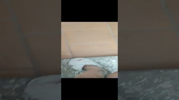 Vlog 1часть! ??