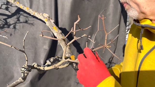 Обрезка «лапы» ниваки из клёна смотреть онлайн