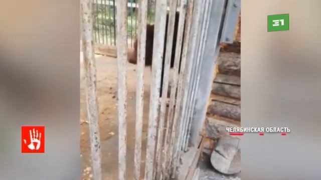 Жители Златоуста спасают медведя, которого оставили в клетке смотреть онлайн