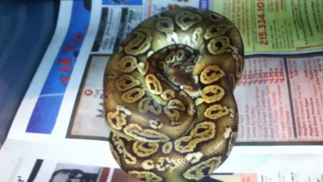 Ball Python Collection Update! смотреть онлайн
