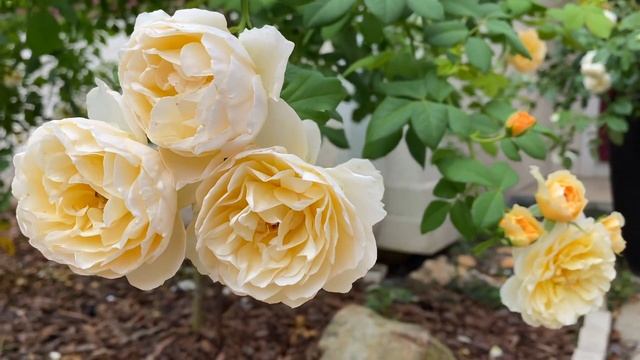 Tree Rose - Roald Dahl смотреть онлайн