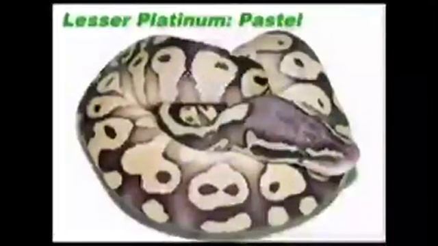 Royal python morph's смотреть онлайн
