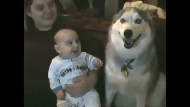 Babies Laughing at Dogs смотреть онлайн