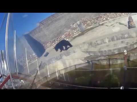 Гималайский Медведь в Зоопарке Гродно 2018 смотреть онлайн