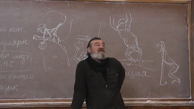 11 Мартышкообразные и человекообразные обезьяны смотреть онлайн
