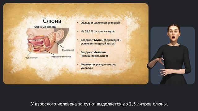 Пищеварительная система смотреть онлайн