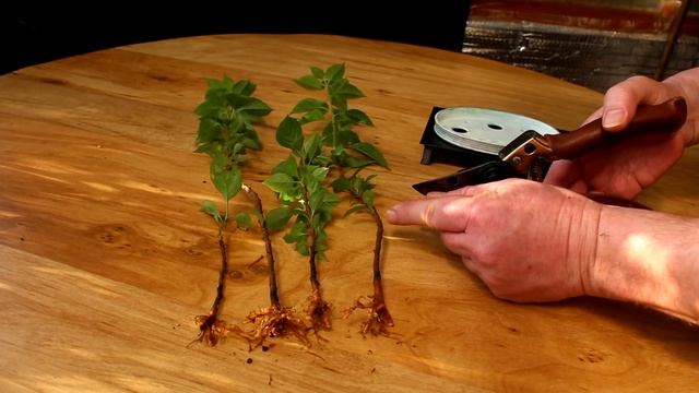 Bougainvillea Bonsai, Part 3, The Bonsai Zone, Jan 2018 смотреть онлайн