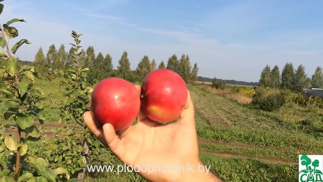 ? Яблоня сорт Штрифель (Штрейфлинг, Осеннее полосатое) 2 вида ? смотреть онлайн