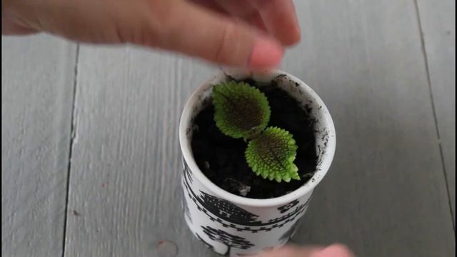 Pilea involucrata (vriendschapsplant) stekken смотреть онлайн