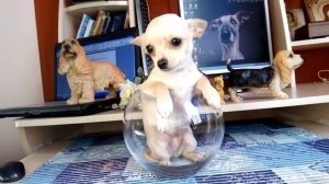 Той терьер, йорк или чихуахуа. Кто лучше?!