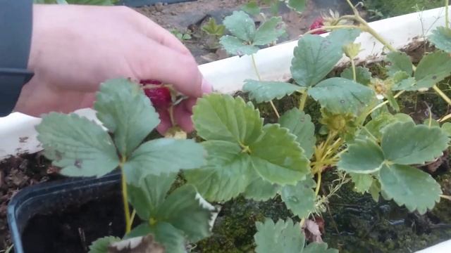 Кабрилло — один из самых прибыльных сортов клубники