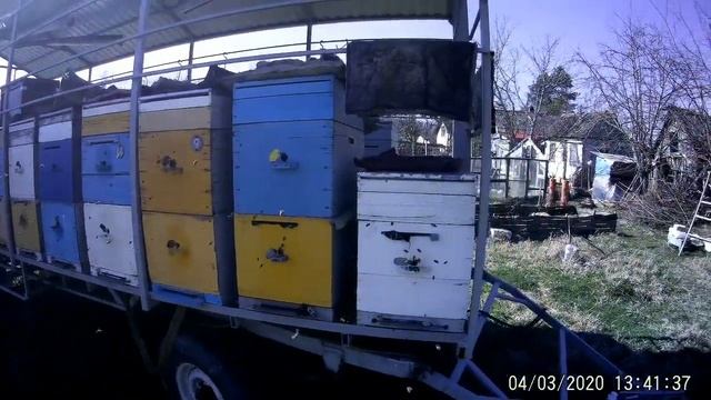 Первый весенний осмотр пчел.Двух семейное содержание пчел.Улья корпусные 8 рам. смотреть онлайн