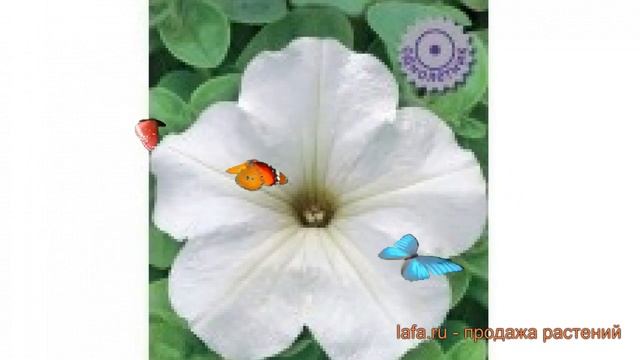Петуния крупноцветковая Танго Белая (tango belaya) ? обзор: как сажать, семена петунии Танго Белая смотреть онлайн