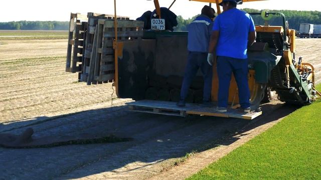 Как выращивают и срезают рулонный газон. Питомник рулонного газона смотреть онлайн