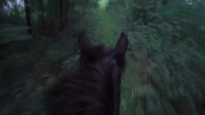 КОННАЯ ПРОГУЛКА по лесу / галоп на лошадях