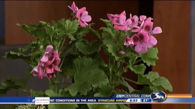 Scented Geraniums with Carol Watson смотреть онлайн