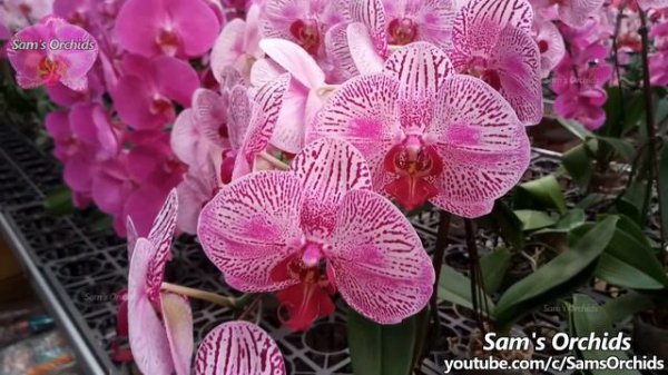 Orchids in a garden center- a little tour of Phalaenopsis orchid
