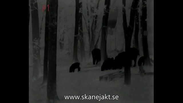 Thermal Riflescope Fortuna General 40L6