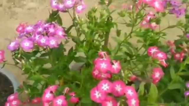 सर्दियों में लगाओ ये 22 फूलवाले पौधे/ Winter Flowering Plants / Winter Flowering Plants In India