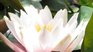 Кувшинка, или нифея, или водяная лилия.