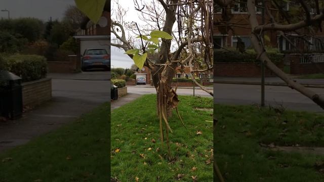 Indian bean tree (Catalpa bignonioides) - leaves & fruit - November 2017 смотреть онлайн