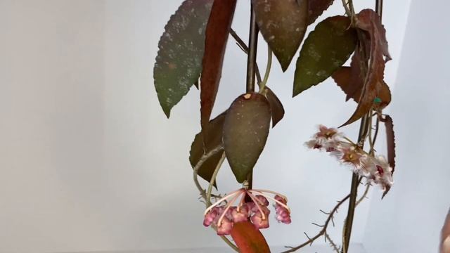 A Look Into Hoya Caudata Sumatra