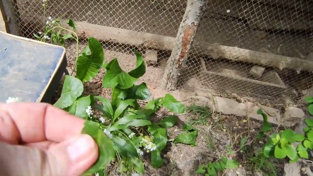 Весенние работы в домашнем хозяйстве смотреть онлайн