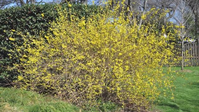Fast Growing Lynwood Gold Forsythia For Sale Online смотреть онлайн