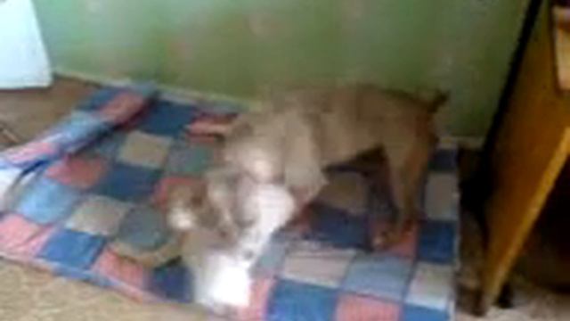 Стэлла и Рэйка играют смотреть онлайн