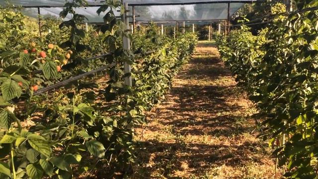 Плюсы и минусы малины Маравилла смотреть онлайн