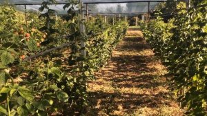 Плюсы и минусы малины Маравилла