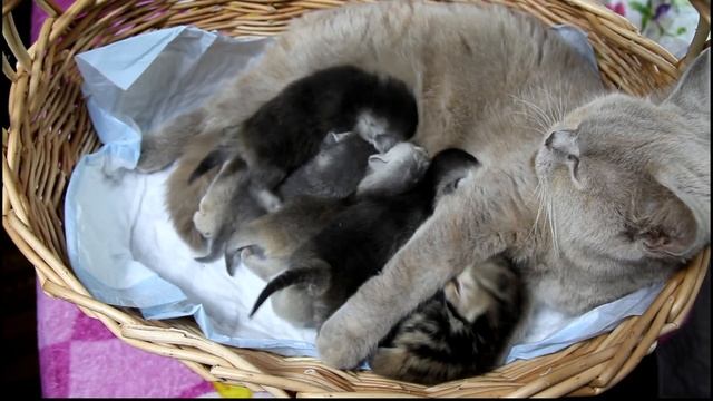 КОТЯТА ? открывают глазки. Сколько ? девочек ???? смотреть онлайн