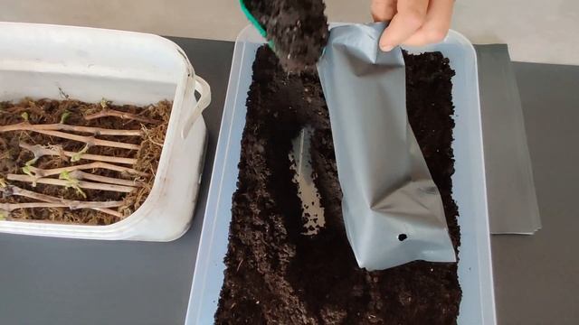 Rooting GRAPE Vines in Sphagnum Moss смотреть онлайн