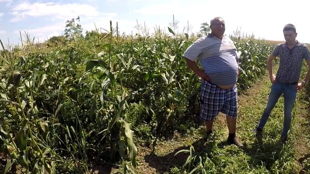 Очень ранняя кукуруза. Дилан F1 на 10.07.17г смотреть онлайн