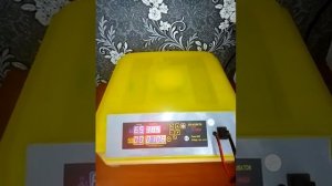 Китайский инкубатор на 48 яиц,  нюансы по температуре,  сброс датчика дней,  закладка 1-3 дни.